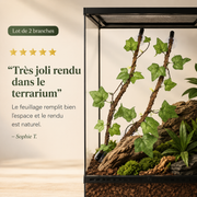 Plantes Grimpantes à Ventouse x2