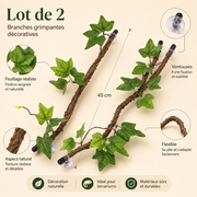 Plantes Grimpantes à Ventouse x2