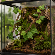 Plantes Grimpantes à Ventouse x2